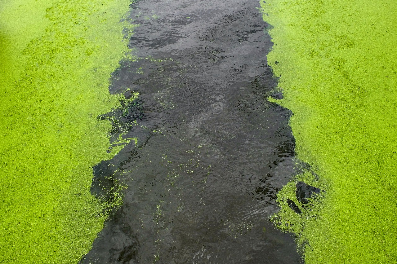 El mundo de las algas: una mirada a sus usos más sorprendentes y creativos