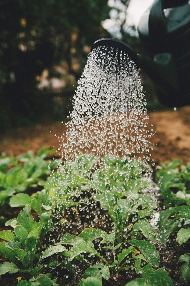 RIego en Jardín